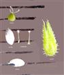  Parts of flower